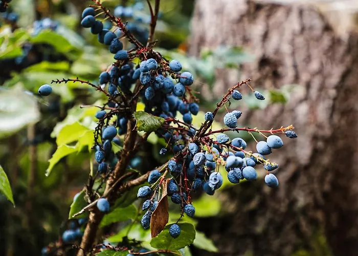 Neu, Morgentau, Mit Aussicht In Wieda & Grosszuegigen Garten Walkenried