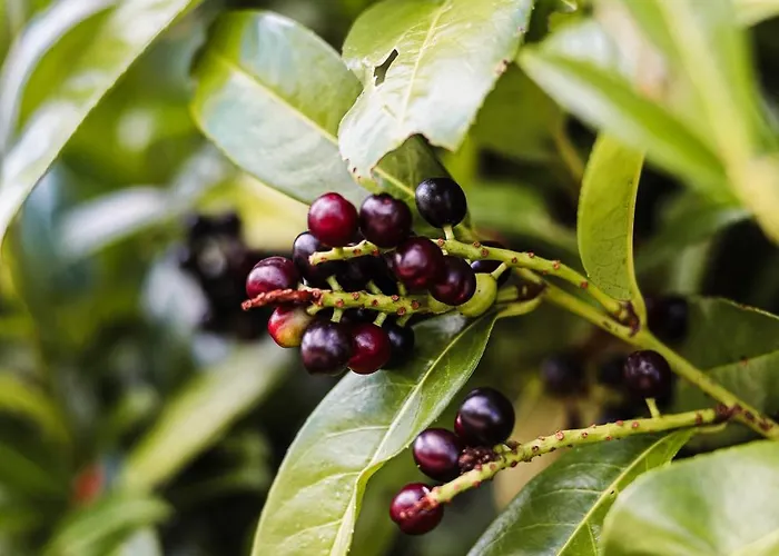 Neu, Morgentau, Mit Aussicht In Wieda & Grosszuegigen Garten Appartement *